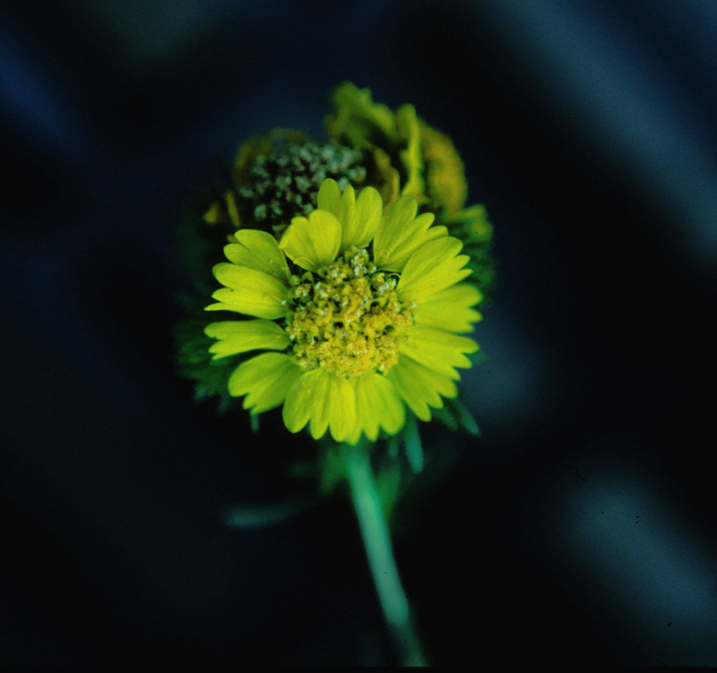 2008 Santa Cruz Sunflower Managers' Field Day program image